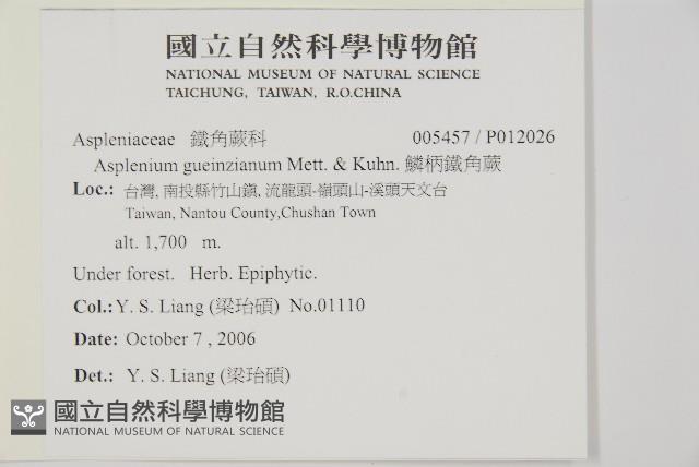 鱗柄鐵角蕨藏品圖，第2張