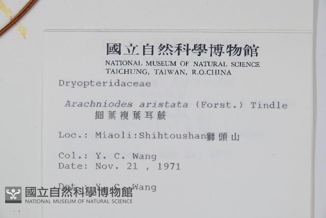 細葉複葉耳蕨藏品圖，第2張