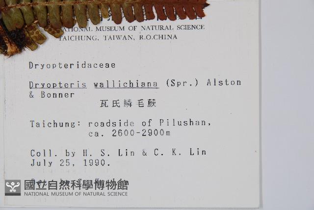 瓦氏鱗毛蕨藏品圖，第2張