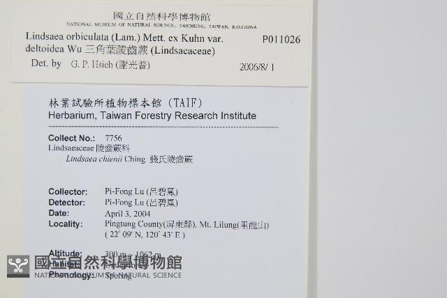 三角葉陵齒蕨藏品圖，第2張