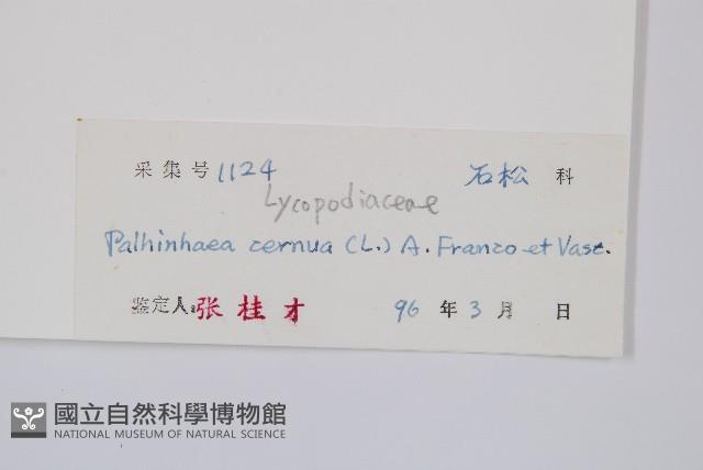 燈龍草藏品圖，第2張