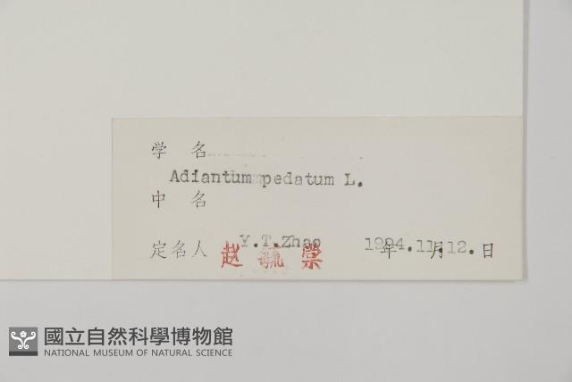 掌葉鐵線蕨藏品圖，第2張