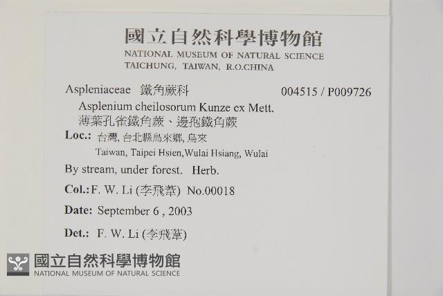 薄葉孔雀鐵角蕨、邊孢鐵角蕨藏品圖，第2張