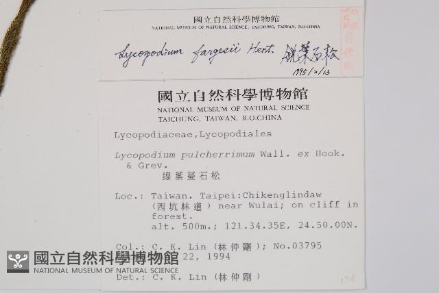 銳葉石松藏品圖，第2張