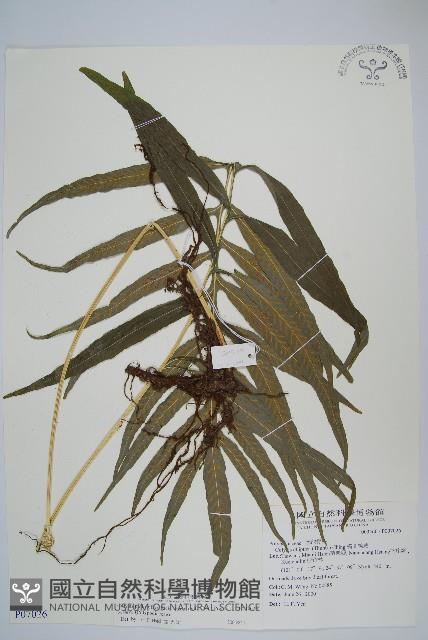 大線蕨藏品圖，第1張