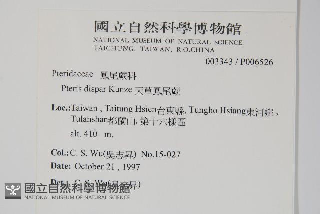 天草鳳尾蕨藏品圖，第2張