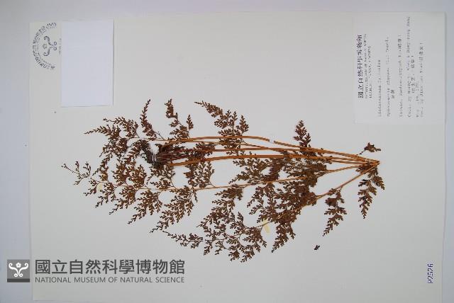 烏蕨藏品圖，第1張