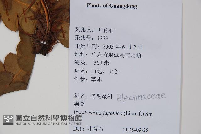 日本狗脊蕨藏品圖，第2張