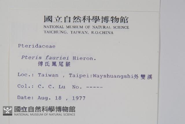 傅氏鳳尾蕨藏品圖，第2張