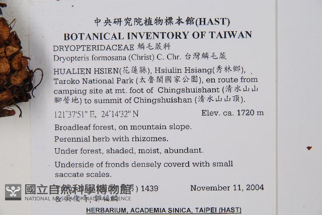 臺灣鱗毛蕨藏品圖，第2張