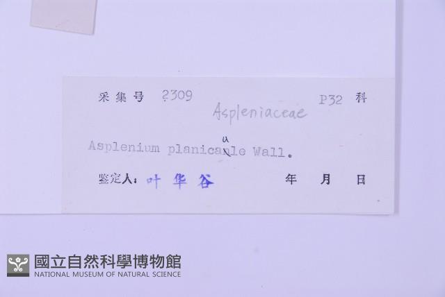 斜葉鐵角蕨藏品圖，第2張