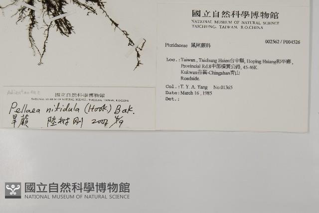 旱蕨藏品圖，第2張