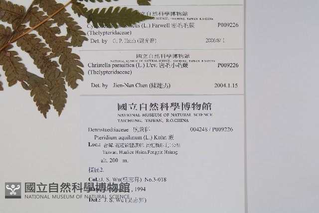 密毛毛蕨藏品圖，第2張