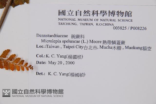 熱帶鱗蓋蕨藏品圖，第2張