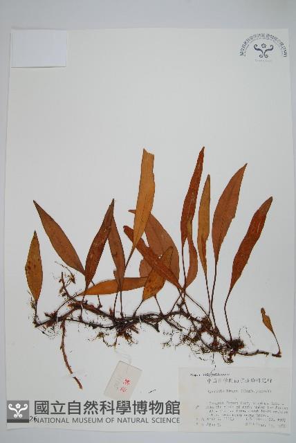 石葦藏品圖，第1張