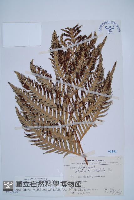 臺灣狗脊蕨藏品圖，第1張