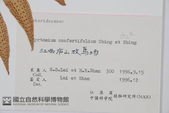 密羽貫眾蕨藏品圖，第2張