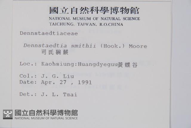 司氏碗蕨藏品圖，第2張