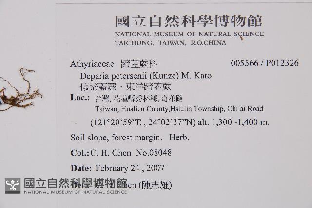 假蹄蓋蕨、東洋蹄蓋蕨藏品圖，第2張