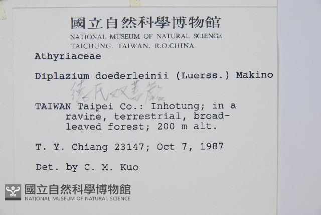 德氏雙蓋蕨藏品圖，第2張