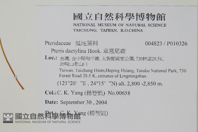 掌鳳尾蕨藏品圖，第2張