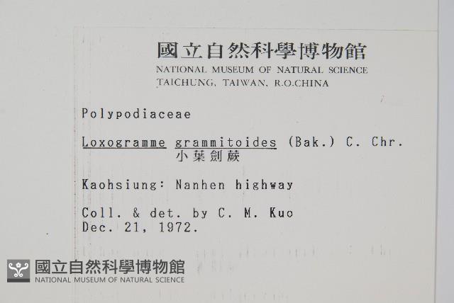 小葉劍蕨藏品圖，第2張