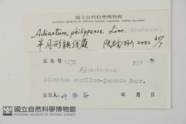 半月形鐵線蕨藏品圖，第2張