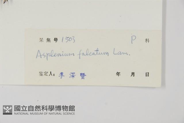 鐮葉鐵角蕨藏品圖，第2張