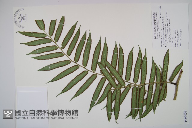 觀音座蓮藏品圖，第1張