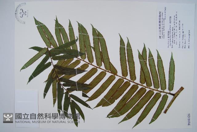 觀音座蓮藏品圖，第1張