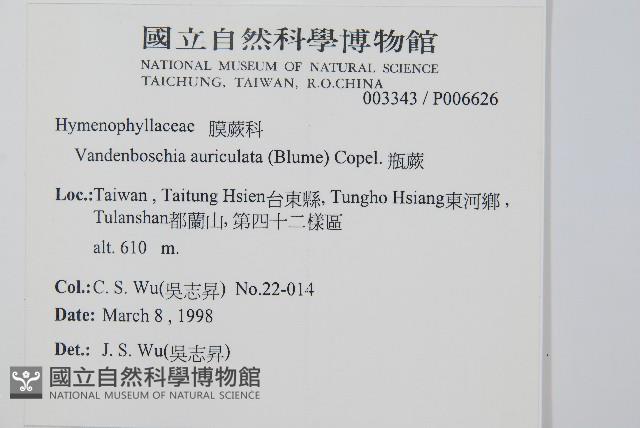 瓶蕨藏品圖，第2張