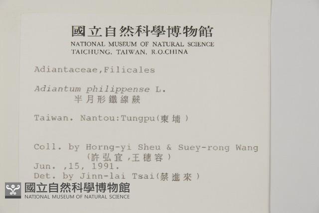 半月形鐵線蕨藏品圖，第1張