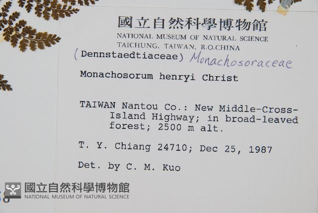 稀子蕨藏品圖，第2張