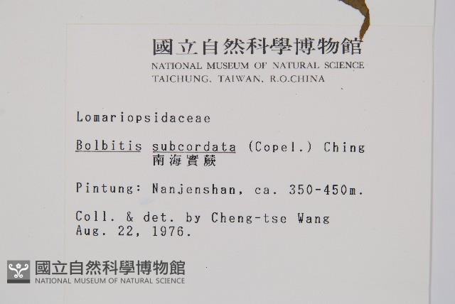 海南實蕨藏品圖，第2張