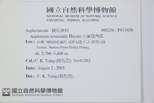 小葉鐵角蕨藏品圖，第2張
