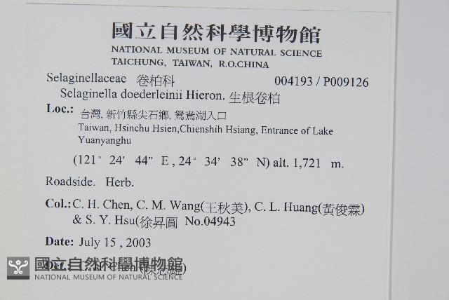 生根卷柏藏品圖，第2張