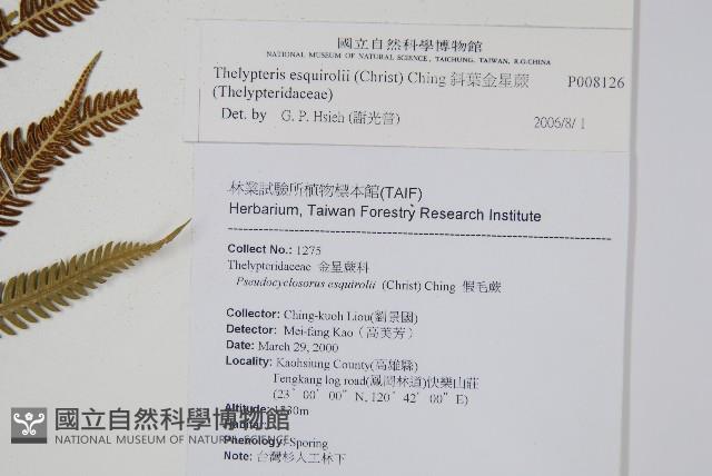 斜葉金星蕨藏品圖，第2張