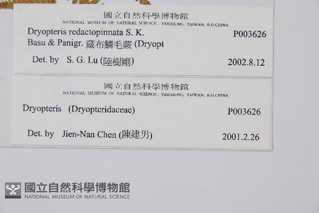 藏布鱗毛蕨藏品圖，第2張