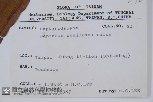 雙扇蕨藏品圖，第2張