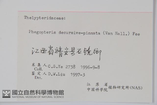 翅軸假金星蕨、短柄卵果蕨藏品圖，第2張