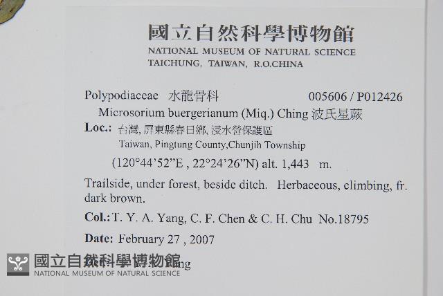 波氏星蕨藏品圖，第2張