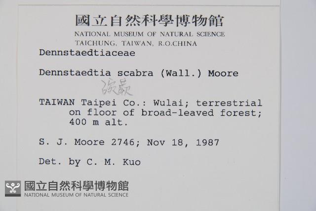 碗蕨藏品圖，第2張