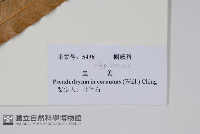 崖薑蕨藏品圖，第2張