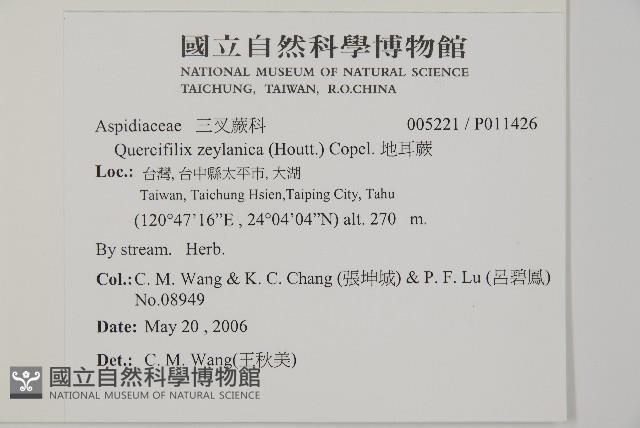 地耳蕨藏品圖，第2張