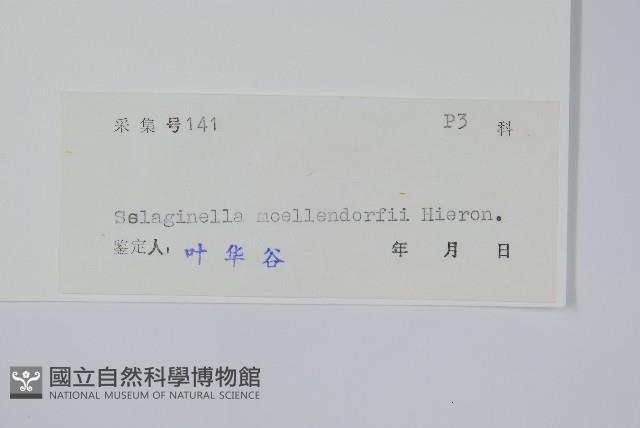 江南卷柏藏品圖，第2張