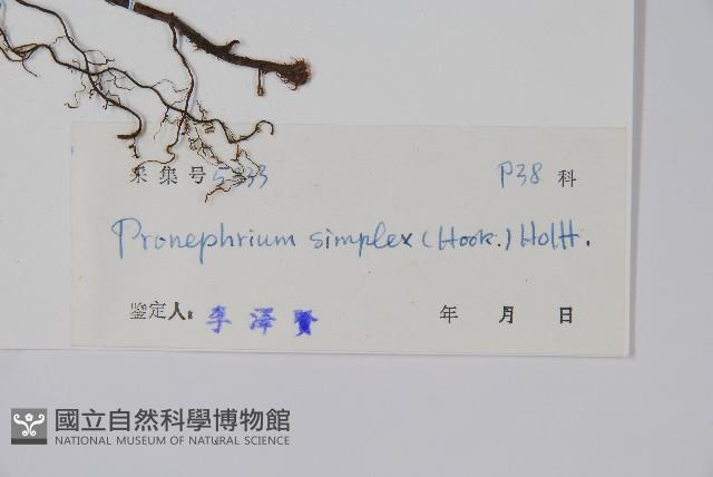 單葉新月蕨藏品圖，第2張