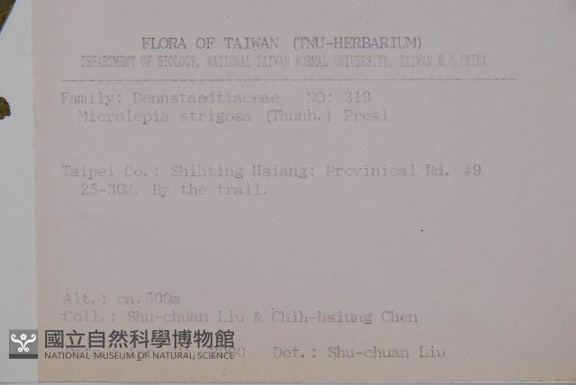 粗毛鱗蓋蕨藏品圖，第2張