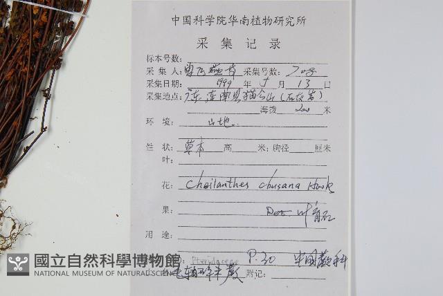 細葉碎米蕨藏品圖，第2張