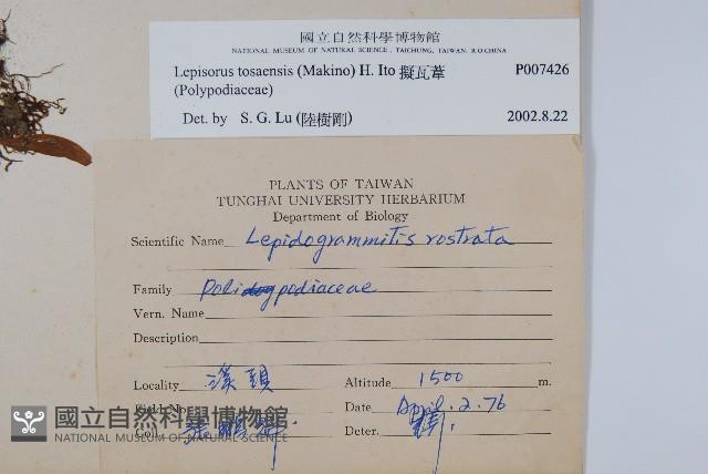 擬瓦葦藏品圖，第2張