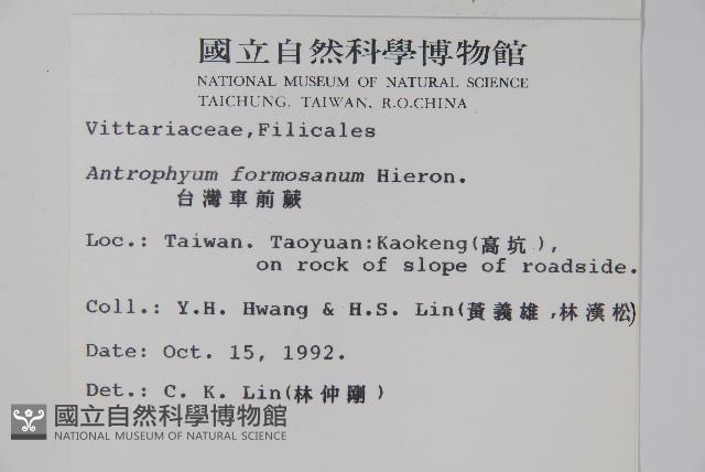 臺灣車前蕨藏品圖，第2張